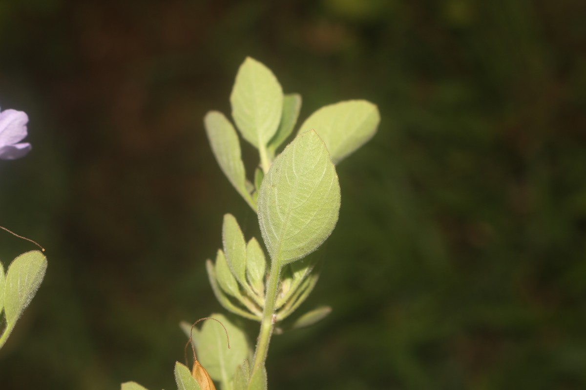 Ruellia patula Jacq.